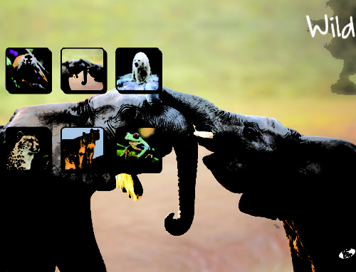 Wild — Elephant